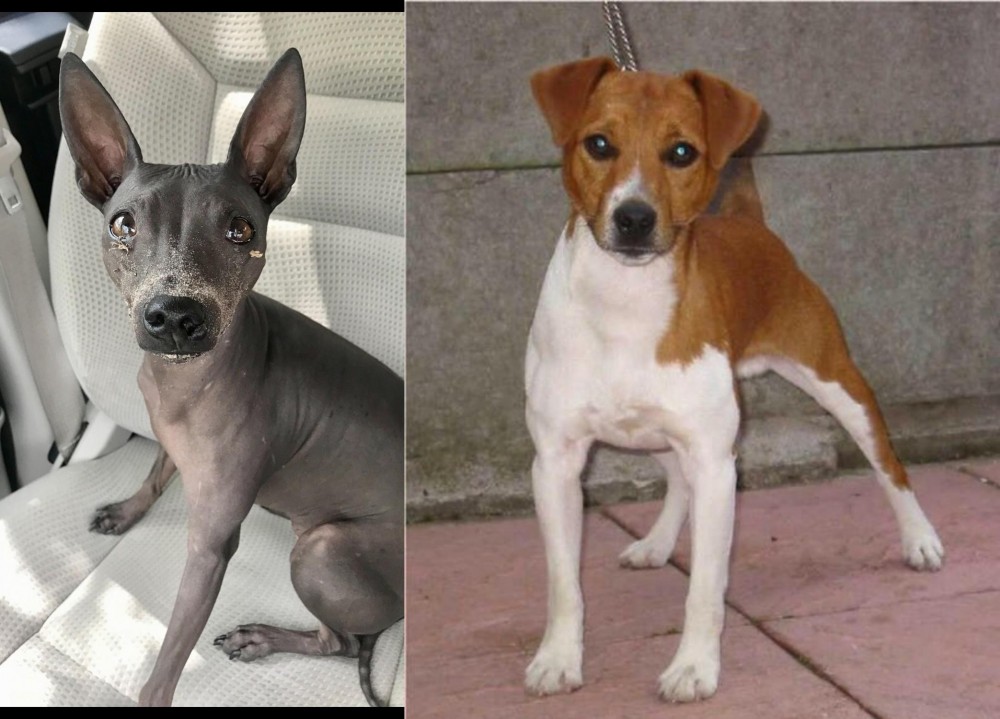 Plummer Terrier vs American Hairless Terrier - Breed Comparison