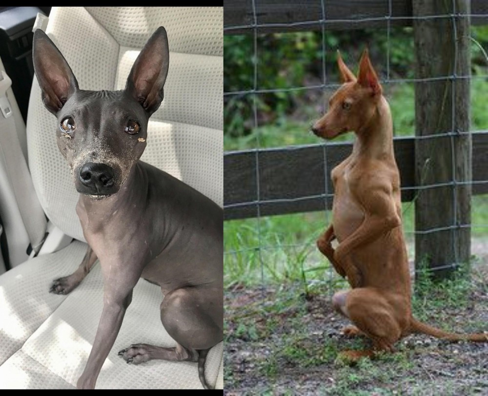 Podenco Andaluz vs American Hairless Terrier - Breed Comparison