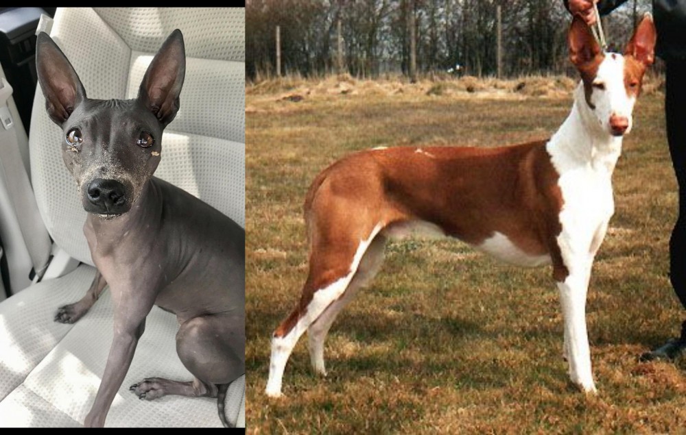 Podenco Canario vs American Hairless Terrier - Breed Comparison