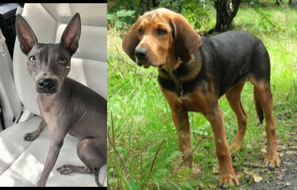 Polish Hound vs American Hairless Terrier - Breed Comparison