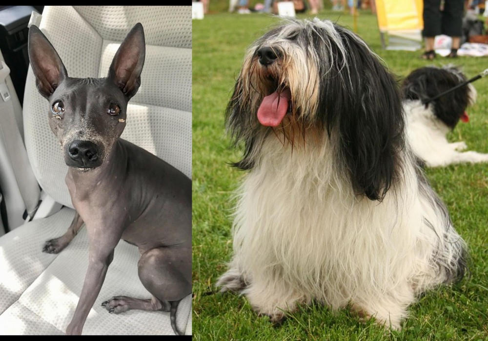 Polish Lowland Sheepdog vs American Hairless Terrier - Breed Comparison