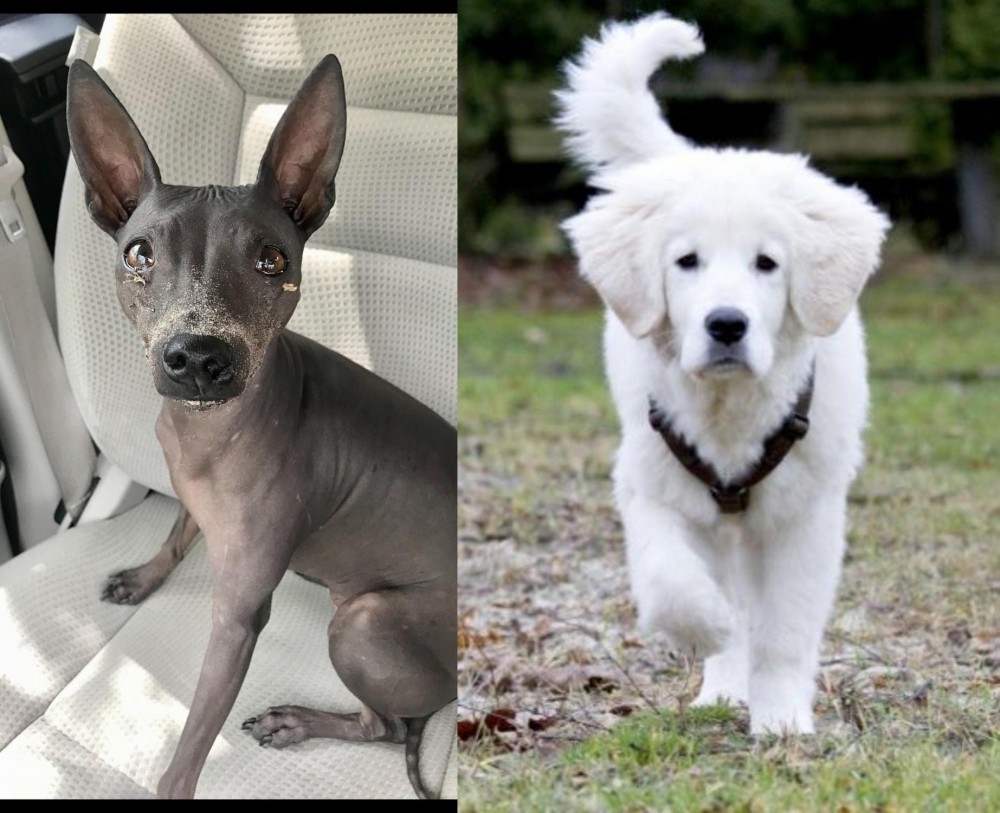 Polish Tatra Sheepdog vs American Hairless Terrier - Breed Comparison