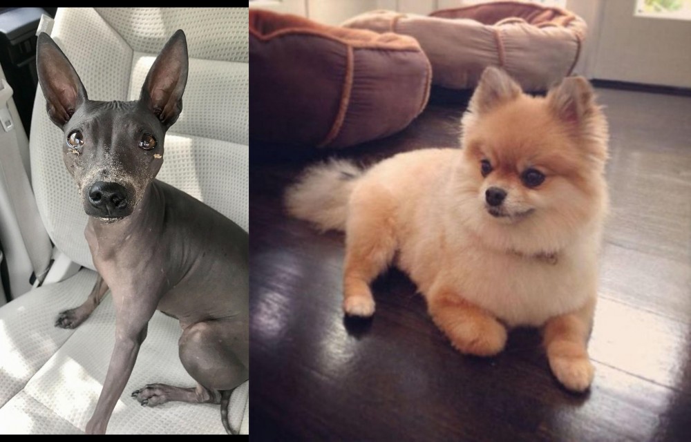 Pomeranian vs American Hairless Terrier - Breed Comparison