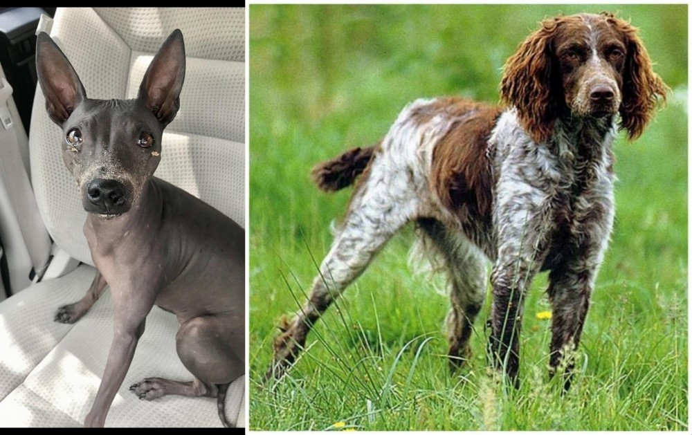 Pont-Audemer Spaniel vs American Hairless Terrier - Breed Comparison