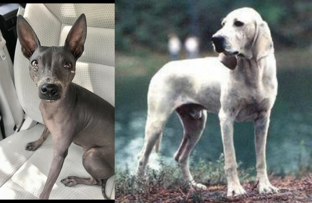 Porcelaine vs American Hairless Terrier - Breed Comparison