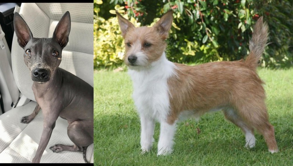 Portuguese Podengo vs American Hairless Terrier - Breed Comparison