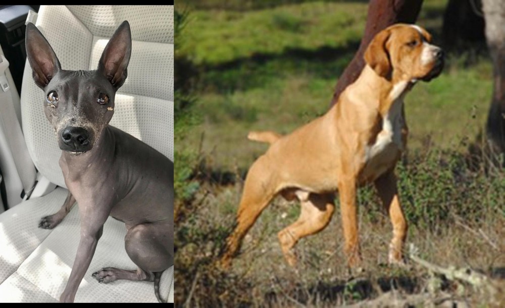 Portuguese Pointer vs American Hairless Terrier - Breed Comparison
