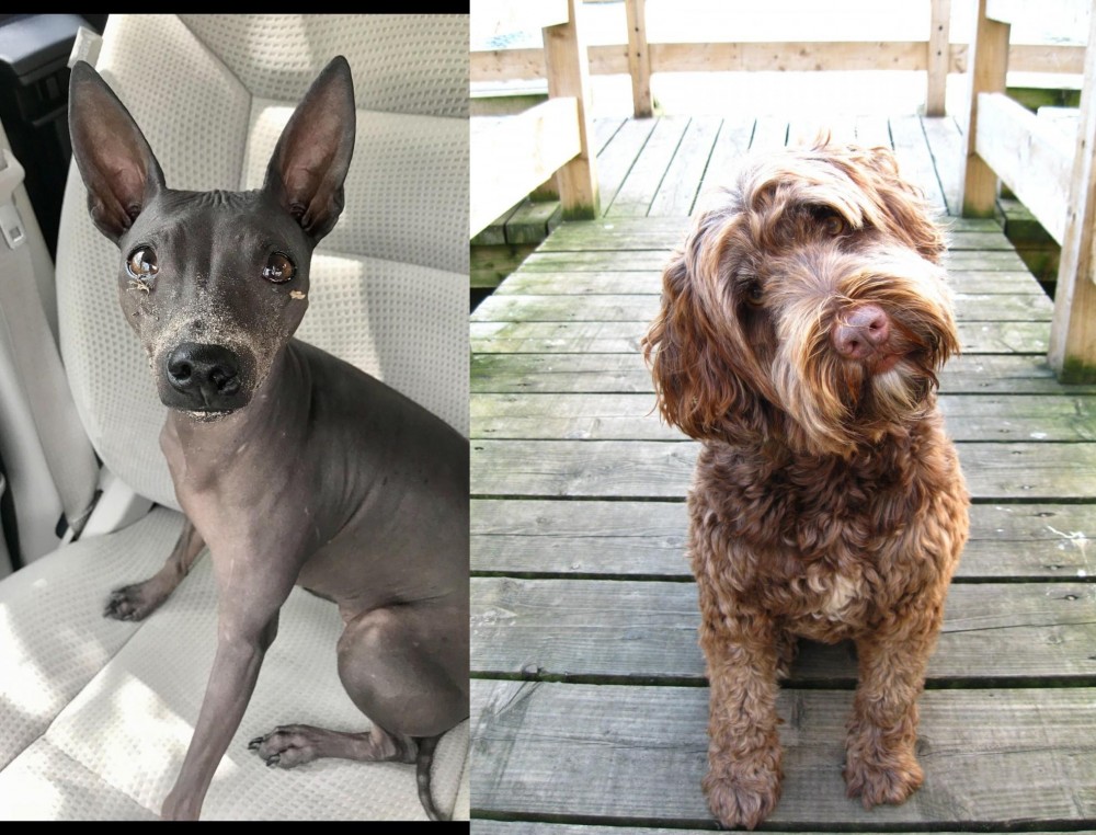 Portuguese Water Dog vs American Hairless Terrier - Breed Comparison