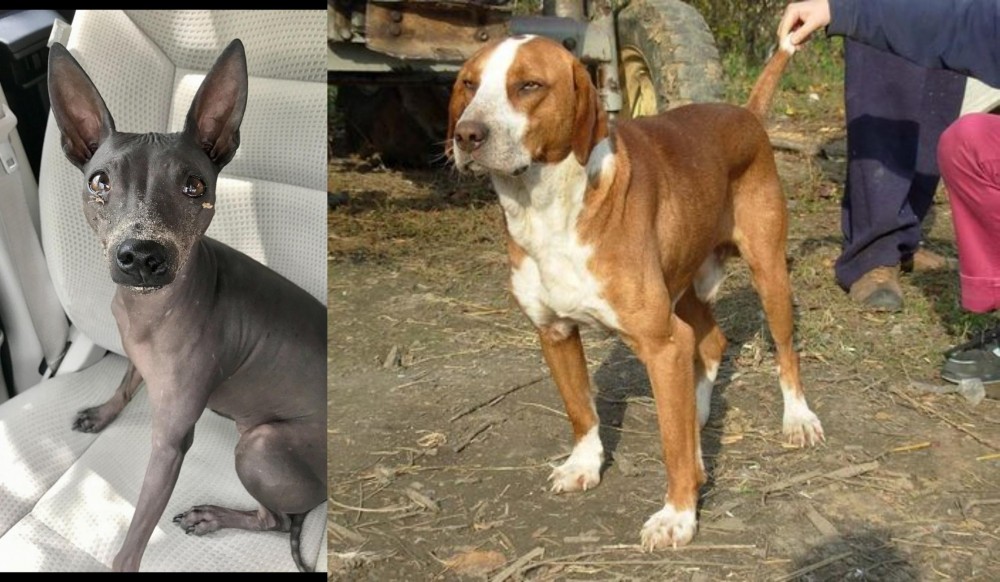 Posavac Hound vs American Hairless Terrier - Breed Comparison