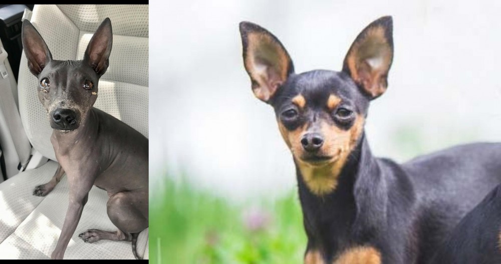 Prazsky Krysarik vs American Hairless Terrier - Breed Comparison