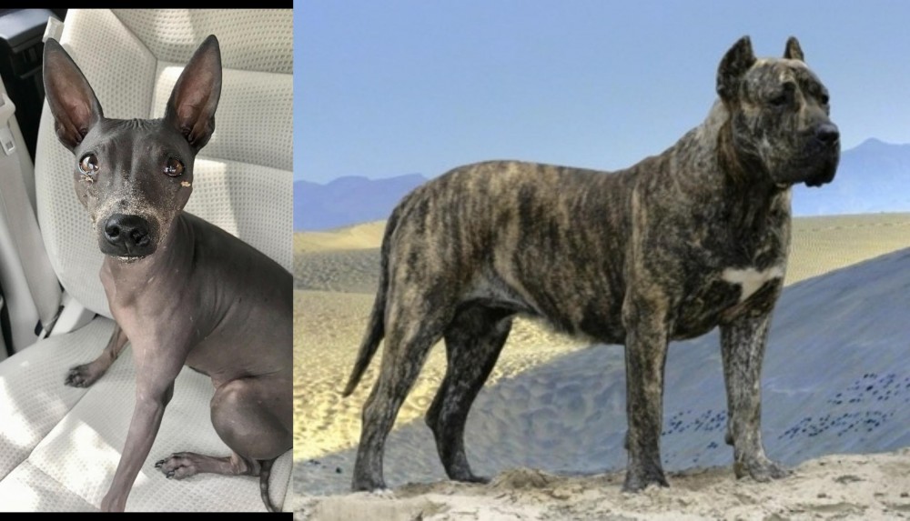 Presa Canario vs American Hairless Terrier - Breed Comparison