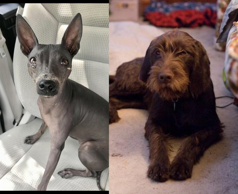 Pudelpointer vs American Hairless Terrier - Breed Comparison