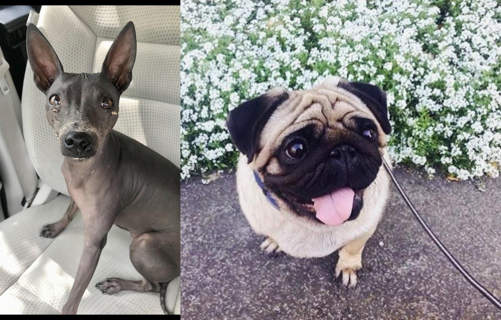 Pug vs American Hairless Terrier - Breed Comparison