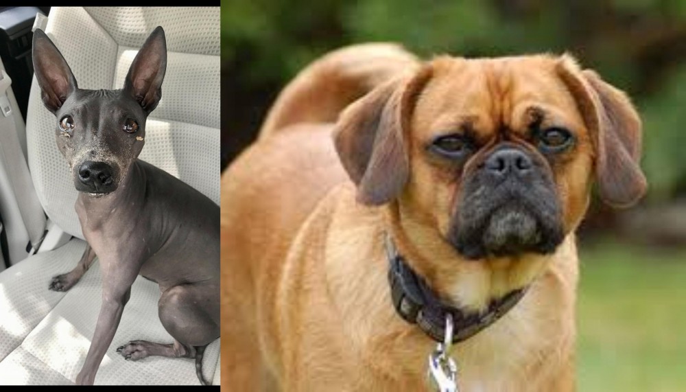 Pugalier vs American Hairless Terrier - Breed Comparison