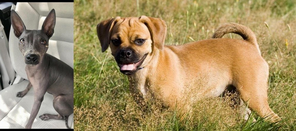 Puggle vs American Hairless Terrier - Breed Comparison