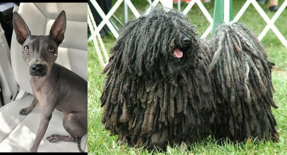Puli vs American Hairless Terrier - Breed Comparison