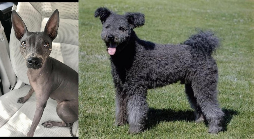 Pumi vs American Hairless Terrier - Breed Comparison