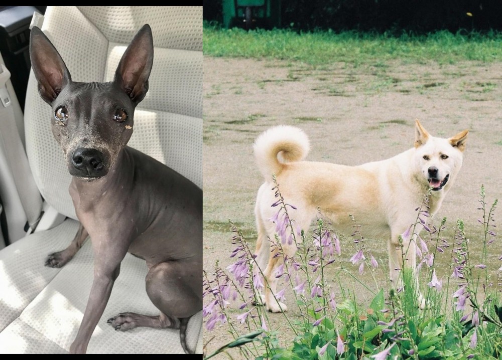Pungsan Dog vs American Hairless Terrier - Breed Comparison