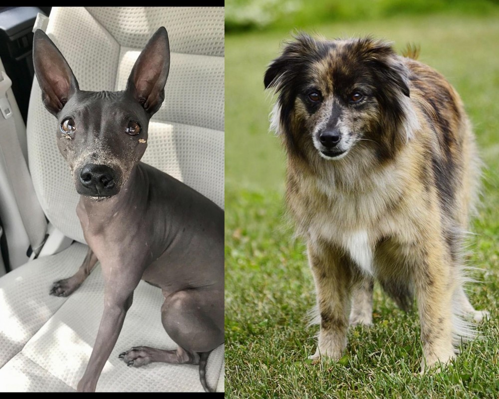 Pyrenean Shepherd vs American Hairless Terrier - Breed Comparison
