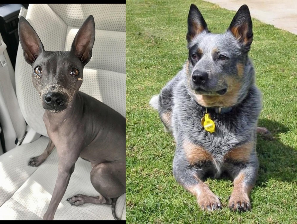 Queensland Heeler vs American Hairless Terrier - Breed Comparison
