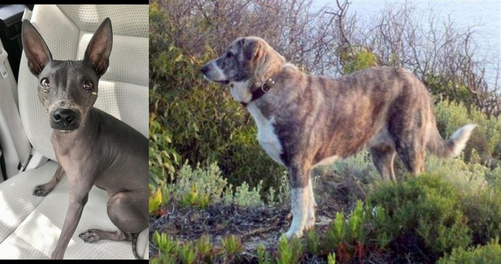 Rafeiro do Alentejo vs American Hairless Terrier - Breed Comparison