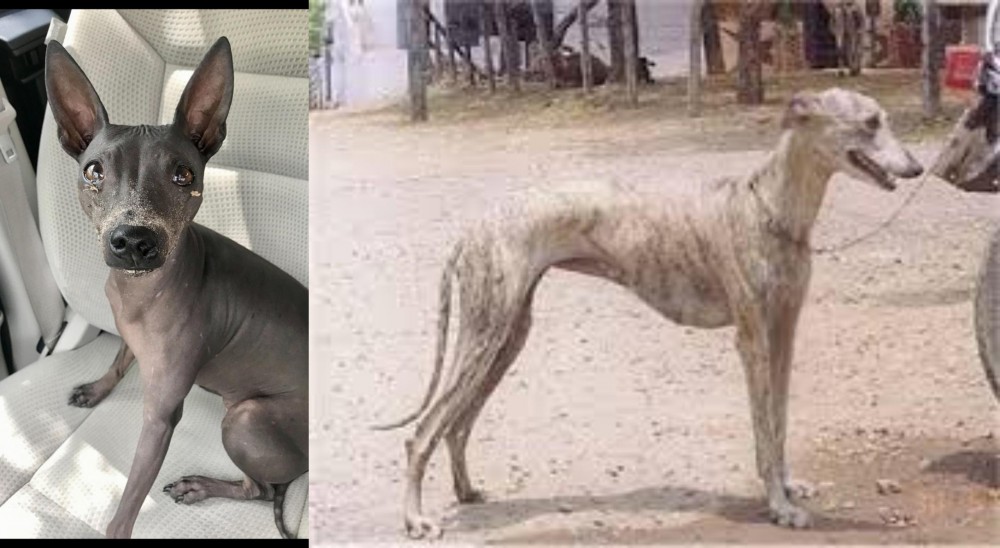 Rampur Greyhound vs American Hairless Terrier - Breed Comparison