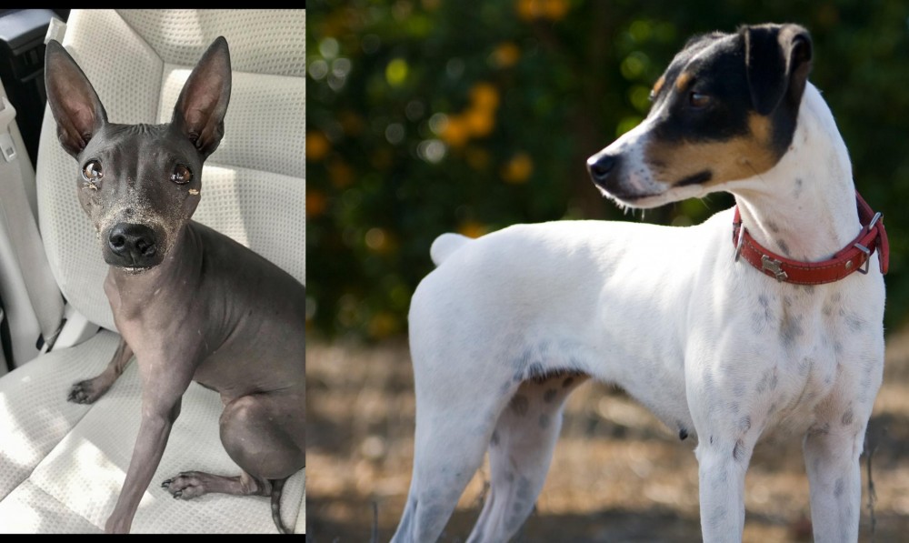 Ratonero Bodeguero Andaluz vs American Hairless Terrier - Breed Comparison