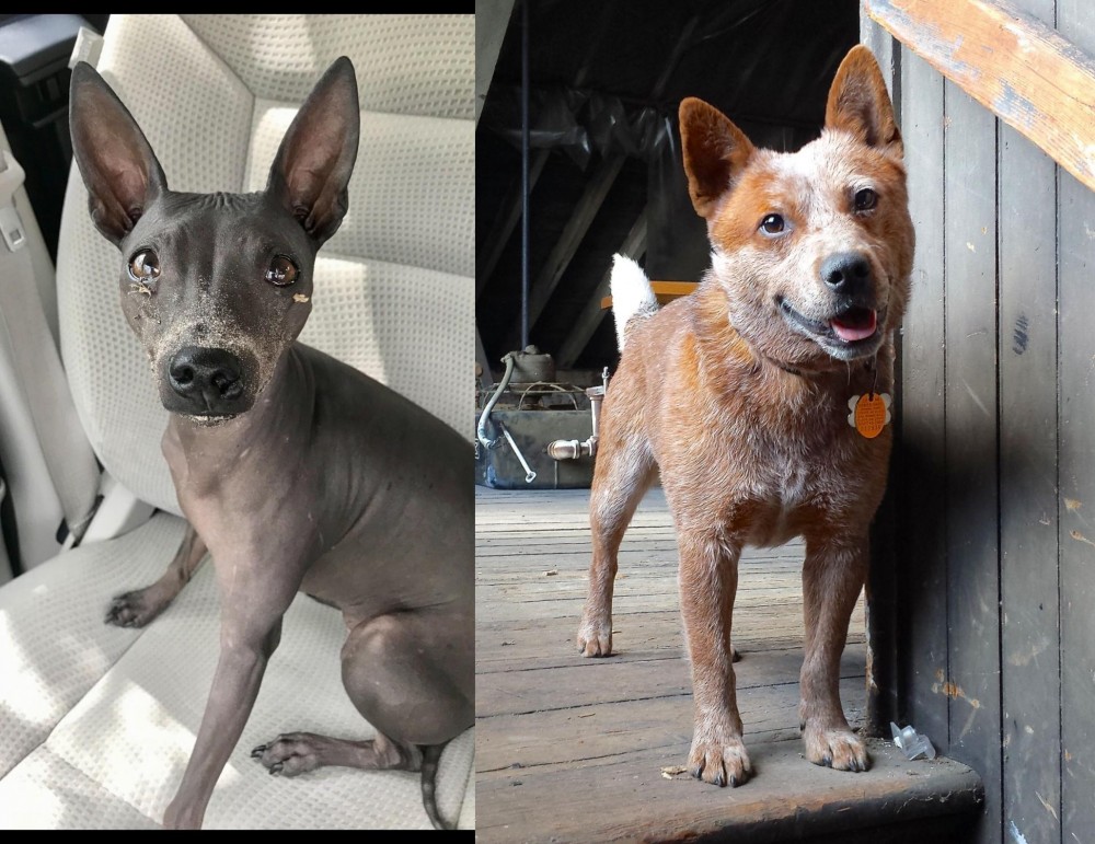 Red Heeler vs American Hairless Terrier - Breed Comparison
