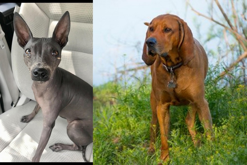 Redbone Coonhound vs American Hairless Terrier - Breed Comparison