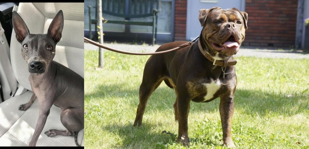 Renascence Bulldogge vs American Hairless Terrier - Breed Comparison