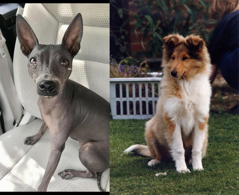 Rough Collie vs American Hairless Terrier - Breed Comparison