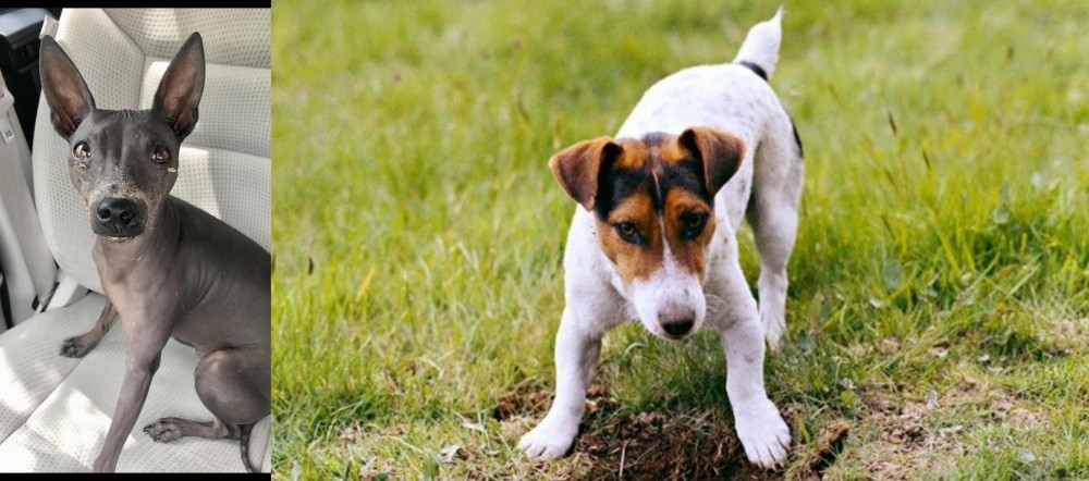 Russell Terrier vs American Hairless Terrier - Breed Comparison