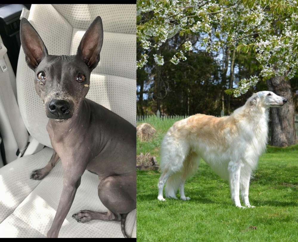 Russian Hound vs American Hairless Terrier - Breed Comparison