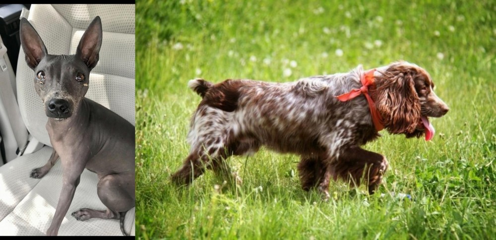 Russian Spaniel vs American Hairless Terrier - Breed Comparison