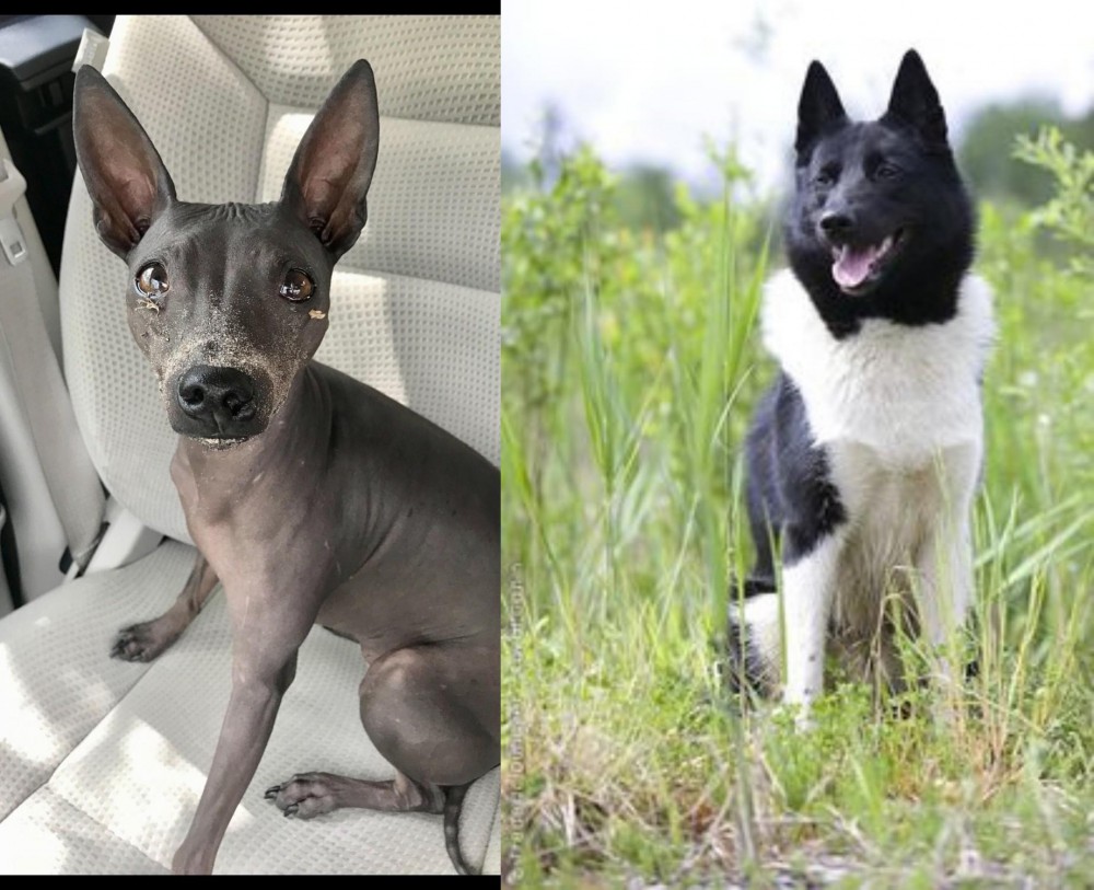 Russo-European Laika vs American Hairless Terrier - Breed Comparison