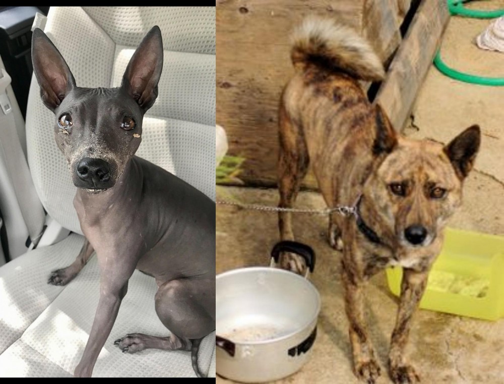 Ryukyu Inu vs American Hairless Terrier - Breed Comparison