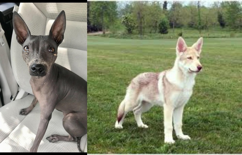Saarlooswolfhond vs American Hairless Terrier - Breed Comparison