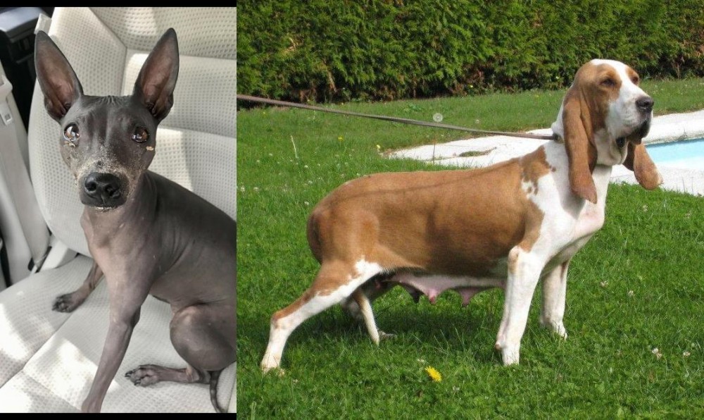 Sabueso Espanol vs American Hairless Terrier - Breed Comparison