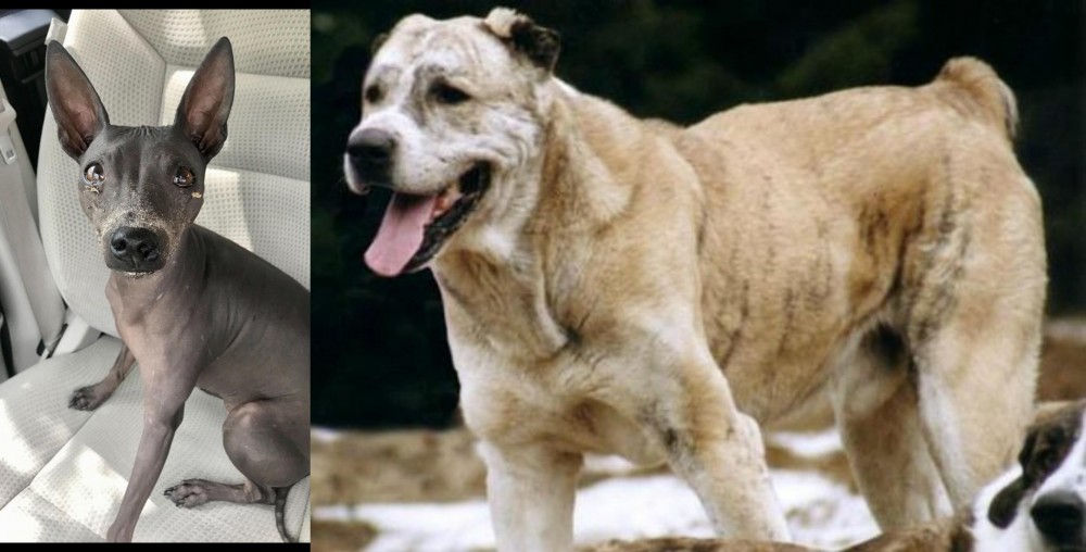Sage Koochee vs American Hairless Terrier - Breed Comparison