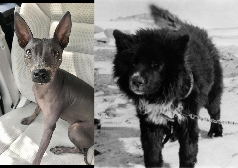 Sakhalin Husky vs American Hairless Terrier - Breed Comparison