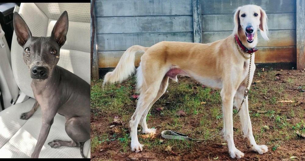 Saluki vs American Hairless Terrier - Breed Comparison