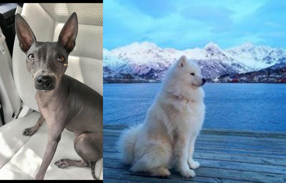 Samoyed vs American Hairless Terrier - Breed Comparison