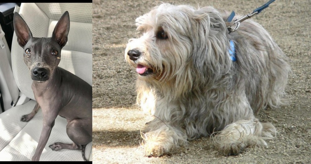 Sapsali vs American Hairless Terrier - Breed Comparison
