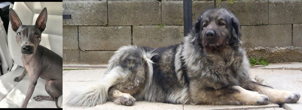 Sarplaninac vs American Hairless Terrier - Breed Comparison