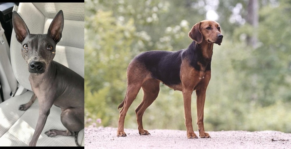 Schillerstovare vs American Hairless Terrier - Breed Comparison