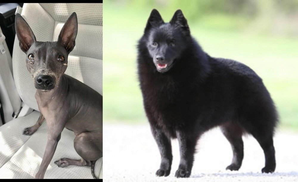 Schipperke vs American Hairless Terrier - Breed Comparison