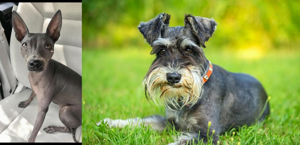 Schnauzer vs American Hairless Terrier - Breed Comparison