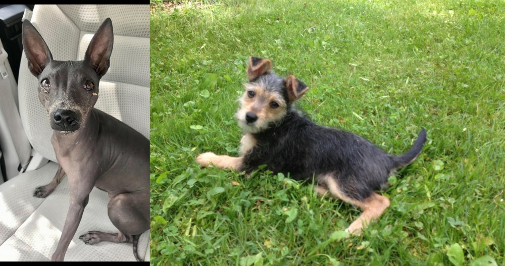 Schnorkie vs American Hairless Terrier - Breed Comparison