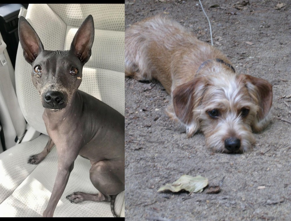 Schweenie vs American Hairless Terrier - Breed Comparison