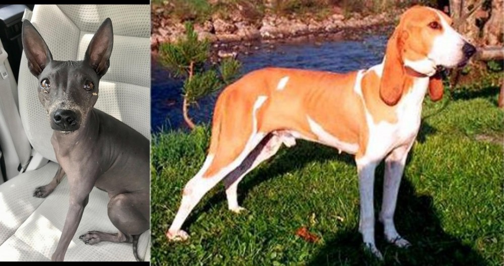 Schweizer Laufhund vs American Hairless Terrier - Breed Comparison